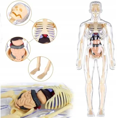 Obrázek produktu pro Lidské tělo model 3D pro výuku anatomie, vyjímatelné orgány a části kostry, interaktivní hračka pro děti