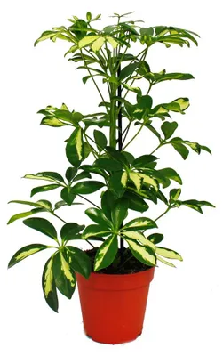 Obrázek produktu pro Exotenherz – Ray Aralia – Schefflera – Bílé listy – 1 rostlina – Nenáročná pokojová rostlina – Čistí vzduch – Květináč 12 cm