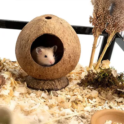 Produktbild von jinaishop Kleintierhaus Kokosnuss-Hütte – Versteck & Bett für Hamster, Rennmäuse, Mäuse, 11.9 x 13.5 cm, 281g, gemütlich, wiederverwendbar, umweltfreundlich, weniger Tageslicht