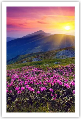 Produktbild von Poster - Poster ohne Rahmen - Wiese Berge Landschaft - 61x91,5 cm - Wand Bild - Wanddeko - Wandbilder - Kunstposter - Wandposter - Bilder - Kunstdruck - Wanddekoration - Wandbild - P2XPA61x91-2676
