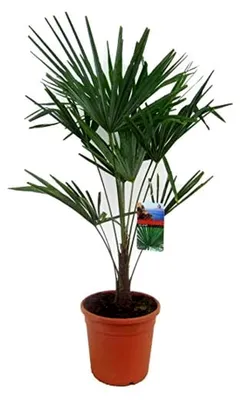 Produktbild von Chinesische Hanfpalme 70-100 cm – Trachycarpus fortunei, Robuste Zimmerpflanze für Garten und Terrasse, Winterhart und Pflegeleicht