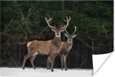 Produktbild von MuchoWow® Poster Rotwild - Schnee - Wald 180x120 cm - Fotoplakat