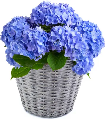 Produktbild von Weidekorb Pflanzgefäß rund foliert grau gewaschen 1 Stk Ø 30 cm