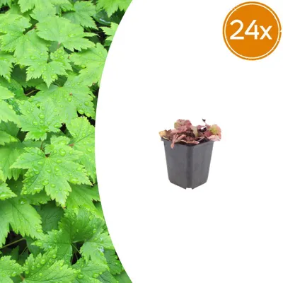 Obrázek produktu pro Tiarella cordifolia – Tiarella srdčitolistá – 9cm květináč – výška 15–25 cm – sada 24 rostlin