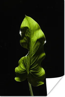 Produktbild von MuchoWow® Poster Ein grünes Blatt auf schwarzem Hintergrund 60x90 cm - Wanddekoration