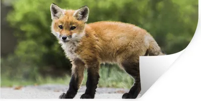 Produktbild von MuchoWow® Wandtattoo Wandsticker Wandaufkleber Fuchs - Welpe - Straße 80x40 cm Selbstklebend und Repositionierbar - Aufkleber