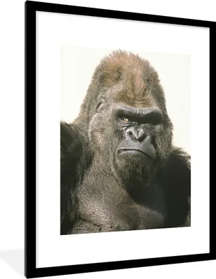 Produktbild von MuchoWow® Gerahmtes Poster Sonnenstrahlen leuchten in den Augen des Gorillas 60x80 cm - Poster mit Schwarzem Bilderrahmen Wandposter Rahmen Foto Bilder - Wohnzimmer - Dekorationen - Prämie