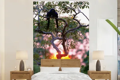 Produktbild von MuchoWow® Fototapete für Wohnzimmer oder Schlafzimmer Wandtapete Vinyl Motivtapete Silhouette von zwei Hyazinth-Aras bei Sonnenuntergang - 170x260 cm - Wohnzimmertapete