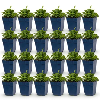 Zdjęcie produktu dla Campanula posch. Odmiana Lisduggan – dzwonek – roślina okrywowa – biała – 24 sztuki - 15-25cm - Ø11cm - Roślina ogrodowa