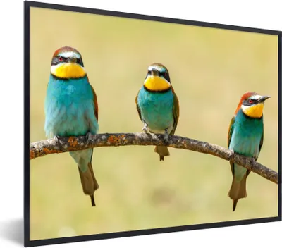Produktbild von MuchoWow® Gerahmtes Poster Vögel - Tiere - Bienenfresser 40x30 cm - Poster mit Schwarzem Bilderrahmen Wandposter Rahmen Foto Bilder - Kunstposter - Wanddekorationen