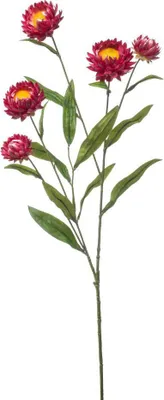 Produktbild von Xerochrysum Spray fuchsia 70 cm Kunstpflanze Emerald