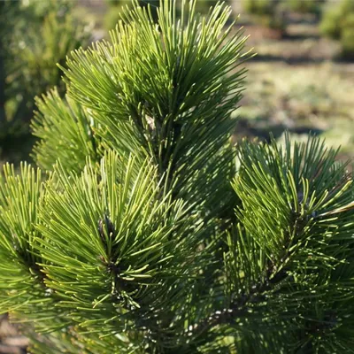 Produktbild von Pinus heldreichii Little Dracula - Bosnische Zwergkiefer - 25-30