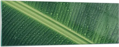 Produktbild von Bilder auf glas - Einteilig - Makro Blatt Tropfen - 90x30cm - Glasbilder - Wandbilder - Bilder - zum Aufhängen bereit - Wanddekoration aus Glas - Glas Bilder - Wandbild auf Glas - GAB90x30-4372