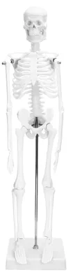 Obrázek produktu pro Solidchoice - Miniaturní model lidského skeletu pro medicínské vzdělávání