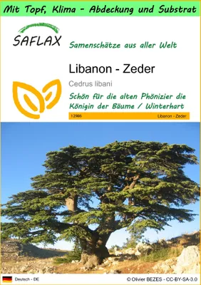 Produktbild von SAFLAX Garden to go - Libanon - Zeder - Cedrus libani - 20 Samen - Mit Topf, Klima - Deckel und Anzuchtsubstrat