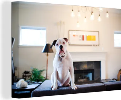 Produktbild von OneMillionCanvasses® - Leinwandbilder - 140x90 cm, Bulldogge - Wohnzimmer - Sofa, Wandbilder Kunstdruck Wanddekoration - Foto auf Leinwand - Gemälde auf Holzrahmen