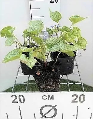Produktbild von 6 x  Brunnera macr. 'Jack Frost'® - Kaukasisches Vergissmeinnicht - Topf 9 x 9 cm