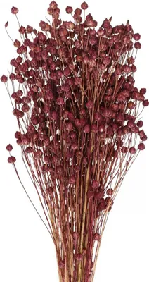 Produktbild von Trockengras Flachs Altrosa Boho-Deko 50-55cm 80g