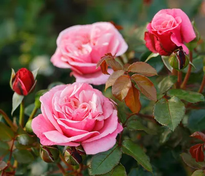 Produktbild von Nostalgie®-Edelrose 'Wildberry®'