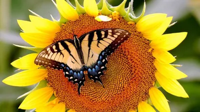 Produktbild von Malen nach Zahlen 5d Diamond Painting Sonnenblume Malen nach Zahlen 30x40cm