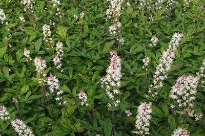 Obrázok produktu pre 6 x Tiarella hybr. 'Spring Symphony'® - Penový kvet - kvetináč 9 x 9 cm