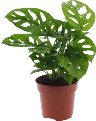 Zdjęcie produktu dla Monstera Monkey Leaf - Liść okienny - Ø12 cm - ↕30 cm - Łatwa w pielęgnacji roślina perforowana z dekoracyjnym wzorem liści - Tropikalna roślina domowa do miejsc półcienistych - Oczyszczająca powietrze i dekoracyjna