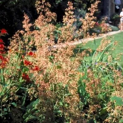 Image de 6 x Macleaya micr. kelways Coral Plume' - Federmohn - Topf 9 x 9 cm