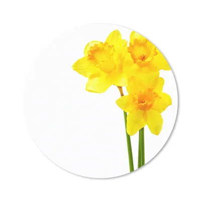 Produktbild von MuchoWow® Mauspad Mousepad Narzissen - Blumen - Gelb 30x30 cm - Mousepads - Maus Mat - Pad - Mausunterlage - Tischunterlage - Schreibtischmatten