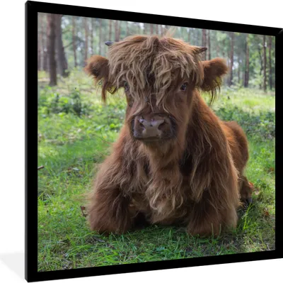 Produktbild von MuchoWow® Gerahmtes Poster Schottischer Highlander - Kröte - Tiere 40x40 cm - Poster mit Schwarzem Bilderrahmen Wandposter Rahmen Foto Bilder - Mit Rahmen - Wanddekoration Schlafzimmer