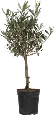 A potted olive tree against a white background.