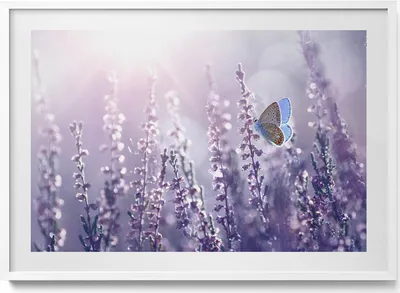 Produktbild von Schmetterling auf Feldblumen– Wandbild mit Rahmen – Gerahmtes Bild  – Wanddekoration – 100x70 cm –  Weiß Rahmen