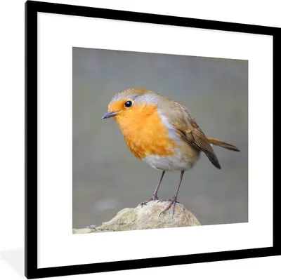 Produktbild von MuchoWow® Gerahmtes Poster Vogel - Rotkehlchen - Felsen 40x40 cm - Poster mit Schwarzem Bilderrahmen Wandposter Rahmen Foto Bilder - Poster - Plakat im Rahmen