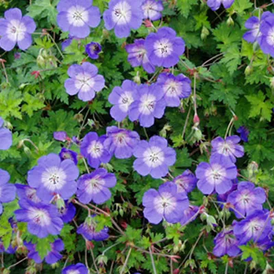 Produktbild von 6 x Záhradný žeriav Rozanne - Geranium 'Rozanne' - Kvetináč 9cm x 9cm