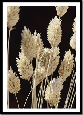 Produktbild von BILD POSTER IM RAHMEN Blumen Gras beige Feld Wiese Minimalismus P2414_43x53