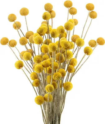 Produktbild von 40 Stängel natürliche getrocknete Blumen getrocknete Craspedia Blumen Billy Button Balls Blumenstrauß für Weihnachtshochzeit Winter Home Blumendekorat