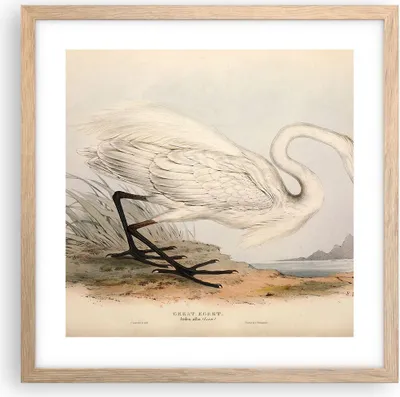 Produktbild von Gerahmtes Poster - Rahmen in heller Eiche - Vogel Weiß Reiher - 40x40 cm - Wand Bild - Wanddeko - Wandbilder - Kunstposter - Wandposter - Bilderrahmen - Bilder - Kunstdruck - P2NAC40x40-4979
