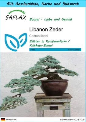 Produktbild von SAFLAX Geschenk Set - Libanon Zeder - Cedrus libani - 20 Samen - Mit Geschenkbox, Versandaufkleber, Geschenkkarte und Anzuchtsubstrat