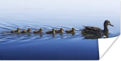 Produktbild von MuchoWow® Poster Ente mit Jungen im Wasser 40x20 cm - Poster für die Wand - Poster Schlafzimmer