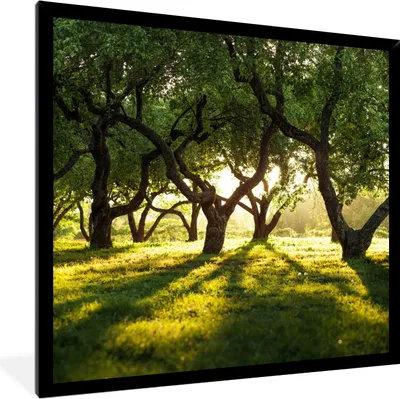 Produktbild von MuchoWow® Gerahmtes Poster Bäume - Natur - Sonne 40x40 cm - Poster mit Schwarzem Bilderrahmen Wandposter Rahmen Foto Bilder - Mit Rahmen - Wanddekoration Schlafzimmer