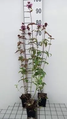 Imagen del producto de 6 plantas de *Monarda fistulosa* 'Menthifolia' (también conocida como "Indianernessel"), en macetas de 9 x 9 cm
