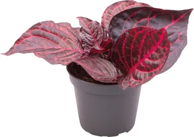 Productafbeelding van Aquafleur Iresine Herbstii Bloodleaf | In 5 cm pot