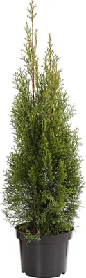 Produktbild von Dehner Lebensbaum Smaragd, Thuja, immergrün, ca. 60-80 cm exkl. Pflanztopf, 5 l Topf, Heckenpflanze