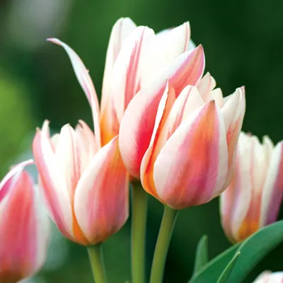 Zdjęcie produktu dla Tulipan Wielokwiatowy Serano 5 szt. Tulipany Cebulki Tulipanów Cebule