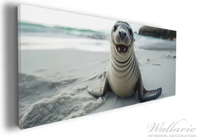 Produktbild von Wallario Premium Leinwandbild Robbe am Strand in Größe 30 x 75 cm