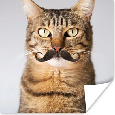 Produktbild von MuchoWow® Poster Katze - Schnauzbart - Hipster 75x75 cm - Wand Dekoration