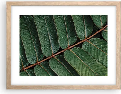 Produktbild von Gerahmtes Poster - Rahmen in heller Eiche - Tropfen Wasser Blätter - 40x30 cm - Wand Bild - Wanddeko - Wandbilder - Wandposter - Bilderrahmen - Bilder - Kunstdruck - Wandbild - P2NAA40x30-4328