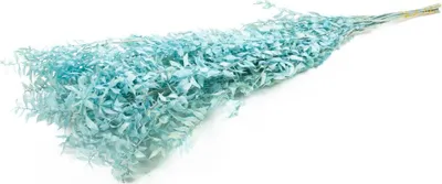 Produktbild von Ruscus getrocknet, im Bund, in vielen Farben erhältlich, Größe ca. 70-80cm | Mäusedorn, Farbe:Aquamarin