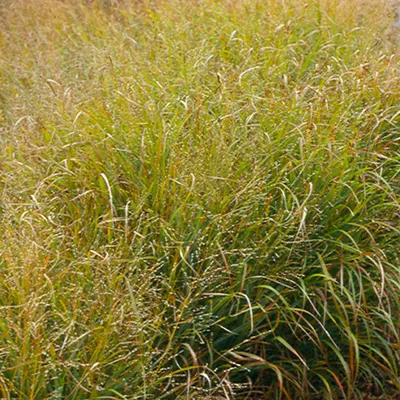 Obrázok produktu pre 6 x prútnatá trstina - Panicum virgatum 'Strictum' | Kvetináč 9 cm x 9 cm