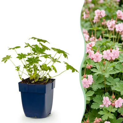 Produktbild von Green boutiQ - Stauden - Geranium macr. Ingwersen's Variety - Storchschnabel - Bodendecker - Hellrosa - 1 Pflanzen - Topf 11cm - Höhe 15-25cm