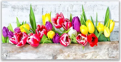 Produktbild von Glasbilder 140x70 Wandbild Druck auf Glas Tulpen Pflanzen